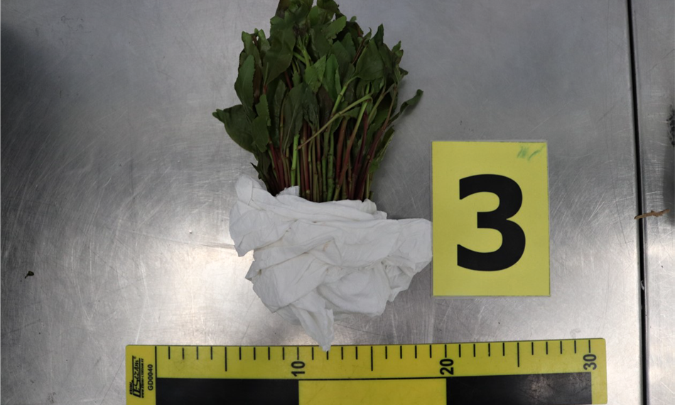 čerstvá kata jedlá